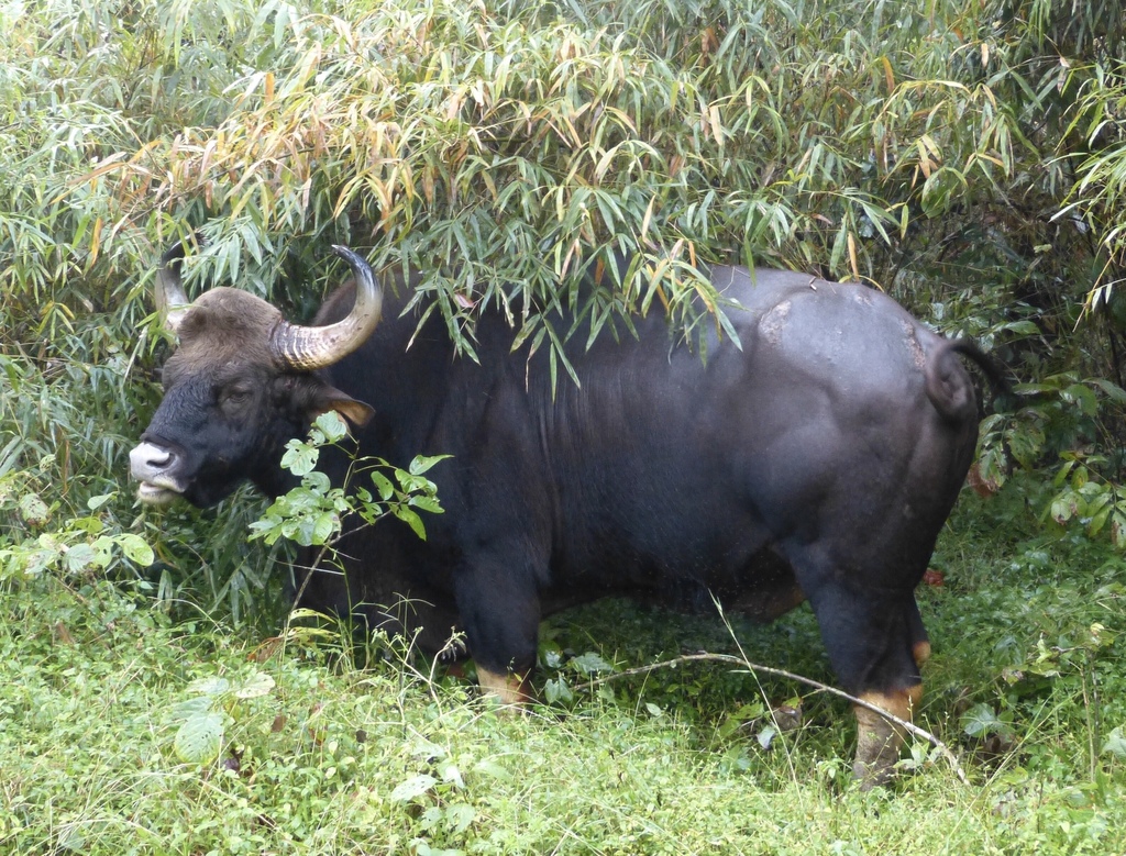 Gaur (Bos gaurus)