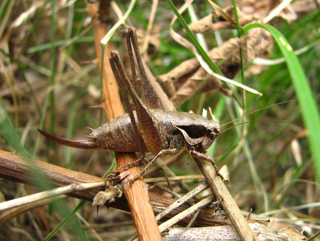 Meadow Dark Bush-cricket