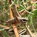 Meadow Dark Bush-Cricket - Photo (c) savo, some rights reserved (CC BY-NC-SA), uploaded by savo