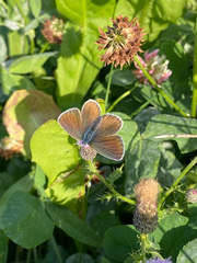 Cyaniris semiargus