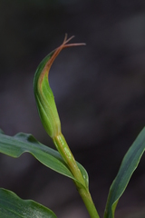 Pterostylis cardiostigma