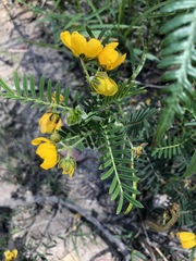Senna aciphylla