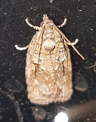 Thrincophora
