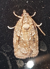 Thrincophora