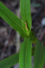 Pterostylis cardiostigma