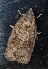 Thrincophora