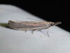 Bandera binotella