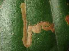 Stigmella tityrella