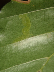 Stigmella tityrella