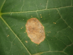 Phyllonorycter joannisi