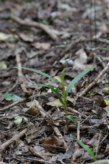 Pterostylis cardiostigma