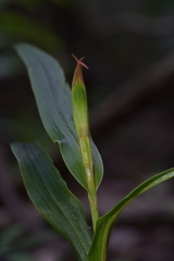 Pterostylis cardiostigma