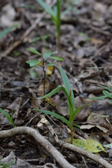 Pterostylis cardiostigma