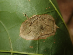 Phyllonorycter joannisi