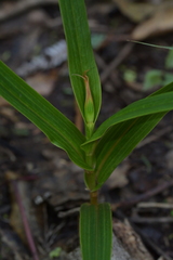 Pterostylis cardiostigma