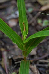 Pterostylis cardiostigma