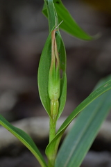 Pterostylis cardiostigma