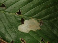 Phyllonorycter esperella