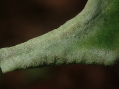 Erysiphe palczewskii