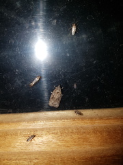 Thrincophora