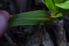Pterostylis cardiostigma