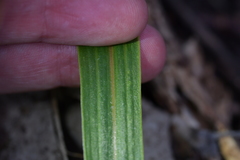 Pterostylis cardiostigma