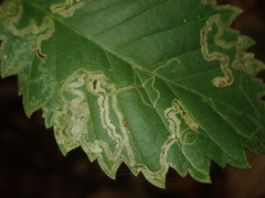 Stigmella lemniscella