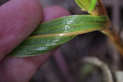 Pterostylis cardiostigma