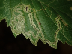 Stigmella lemniscella