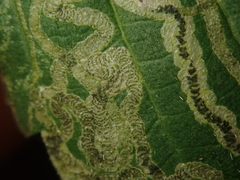 Stigmella lemniscella