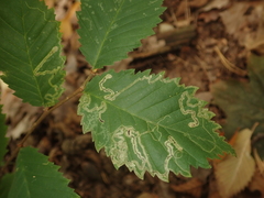 Stigmella lemniscella