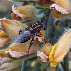 Helophilus antipodus