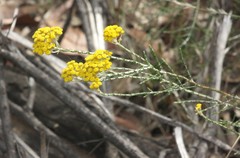 Ozothamnus diotophyllus