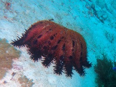 Acanthaster brevispinus
