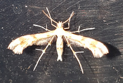 Trichoptilus ceramodes