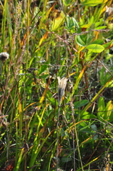 Erythronium montanum
