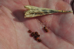 Erythronium montanum