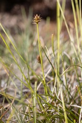 Carex cephalotes