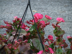 Begonia × tuberhybrida