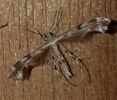 Trichoptilus ceramodes