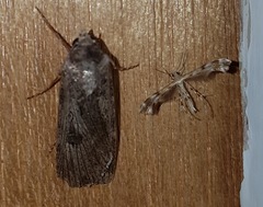 Trichoptilus ceramodes