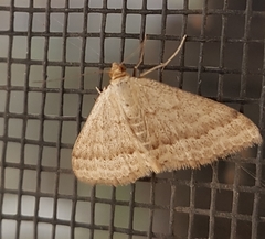 Scopula lydia