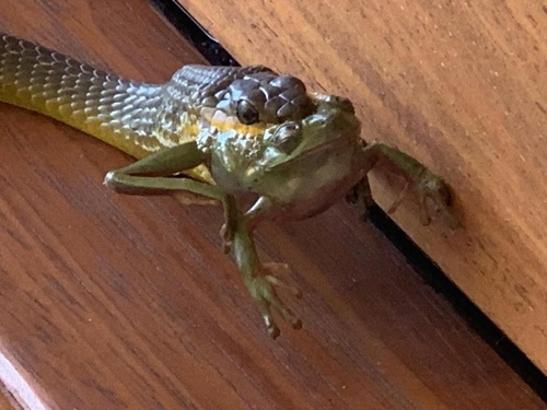 Common Tree Snake sighting