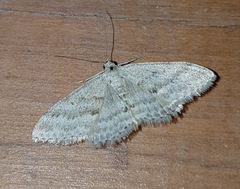 Scopula lydia