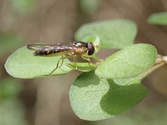 Allograpta ventralis