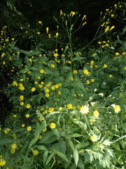 Lapsana communis intermedia