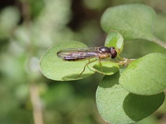 Allograpta ventralis
