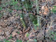 Micrurus tener tener