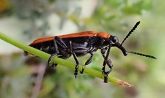 Rhinotia haemoptera
