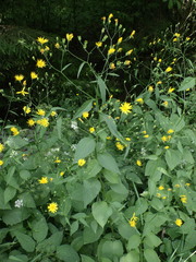 Lapsana communis intermedia